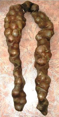 Хранение лука в капроновых чулках