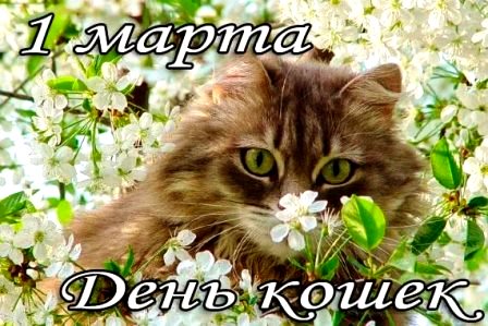 1 марта всемирый день кошек